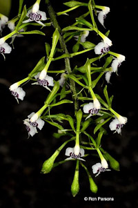 Epidendrum