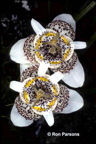 Tigridia tepozatlana